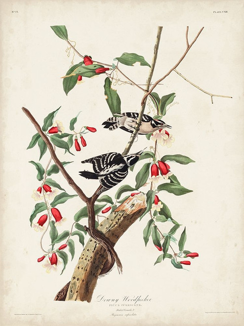 Pl. 112 Downy Woodpecker Poster Print - John James Audubon