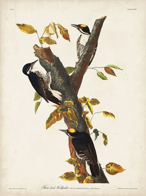 Pl. 132 Three-toed Woodpecker Poster Print - John James Audubon