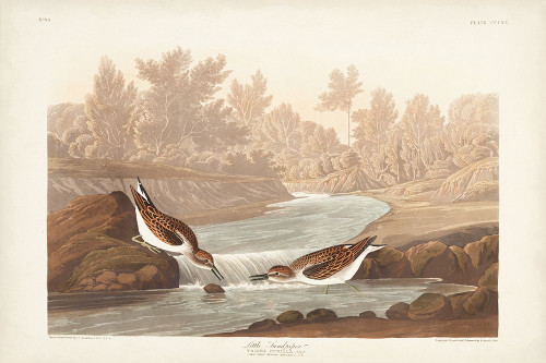 Pl. 320 Little Sandpiper Poster Print - John James Audubon