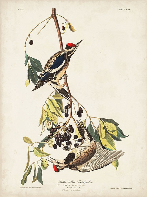 Pl. 190 Yellow-bellied Woodpecker Poster Print - John James Audubon