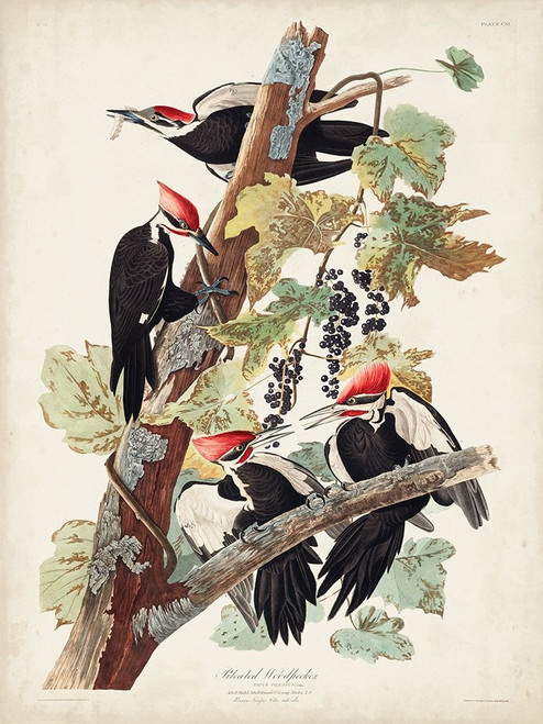Pl. 111 Pileated Woodpecker Poster Print - John James Audubon