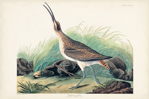 Pl. 237 Hudsonian Curlew Poster Print - John James Audubon