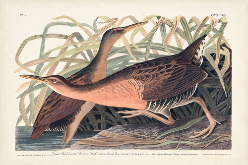 Pl. 203 Great Red-breasted Rail Poster Print - John James Audubon
