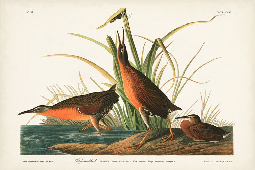 Pl. 205 Virginian Rail Poster Print - John James Audubon