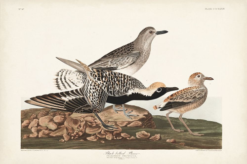 Pl. 334 Black-bellied Plover Poster Print - John James Audubon