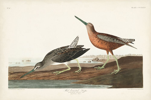 Pl. 335 Red-breasted Snipe Poster Print - John James Audubon