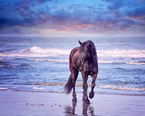 Running in the Sand I Poster Print - PHBurchett
