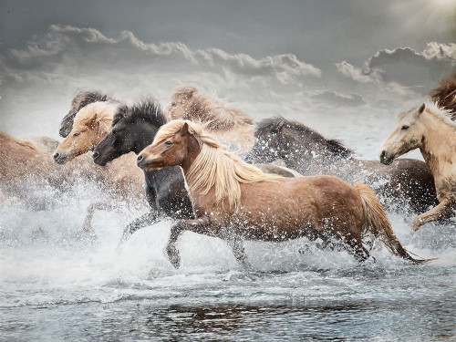 Horse Run IV Poster Print - PHBurchett