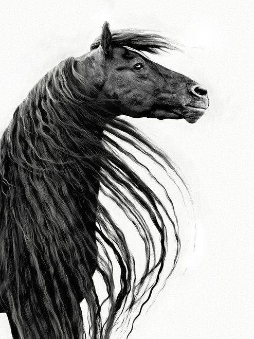 Black and White Horse Portrait II Poster Print - PHBurchett
