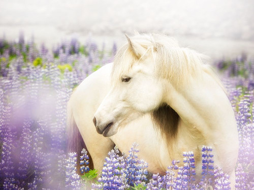 Horse in Lavender III Poster Print - PHBurchett