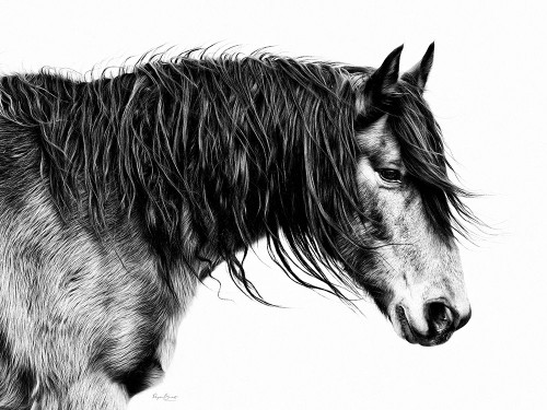 Black and White Horse Portrait III Poster Print - PHBurchett