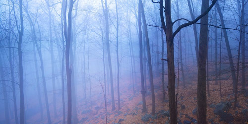 Harriman Woods VI Poster Print - James McLoughlin