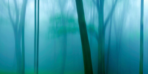 Harriman Woods IV Poster Print - James McLoughlin