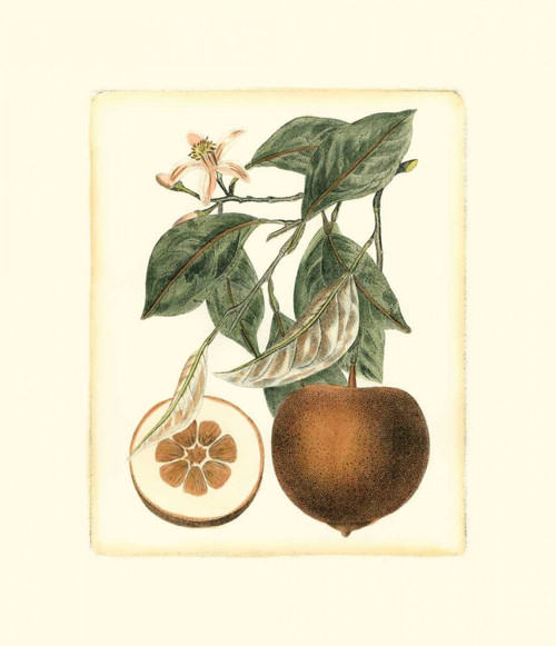 French Orange Study II Poster Print - A. Risso