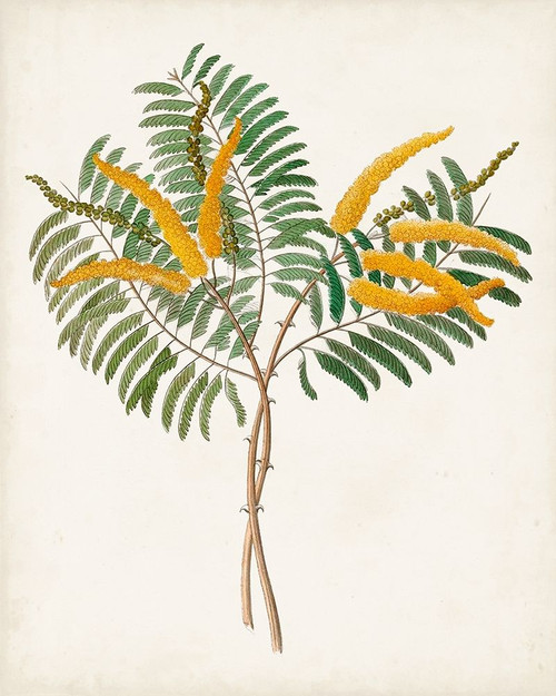 Botanical of the Tropics VIII Poster Print - Unknown