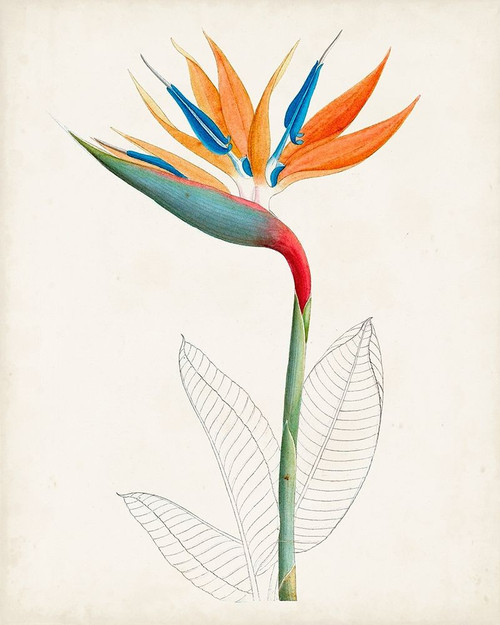 Botanical of the Tropics IV Poster Print - Unknown