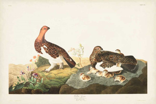 Pl 191 Willow Grouse Poster Print - John James Audubon