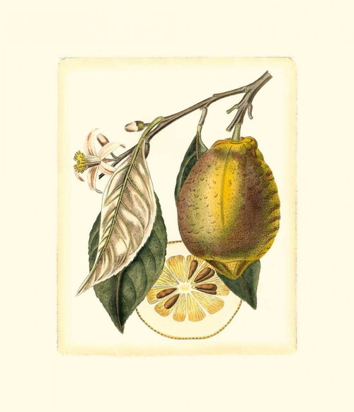 French Lemon Study II Poster Print - A. Risso