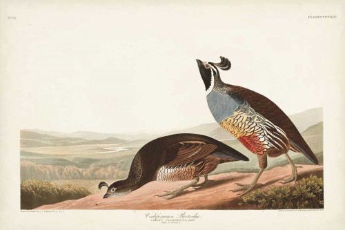 Pl 413 Californian Partridge Poster Print - John James Audubon