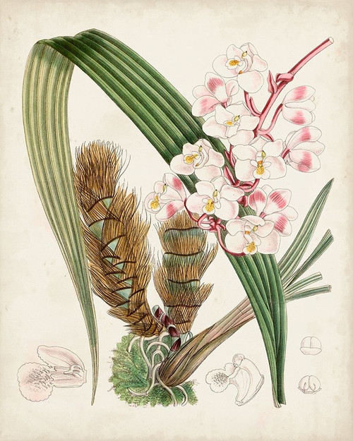 Delicate Tropicals VIII Poster Print - Curtis