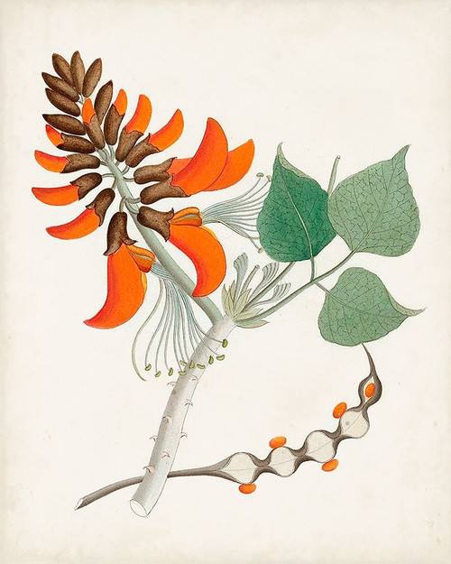 Botanical of the Tropics I Poster Print - Unknown