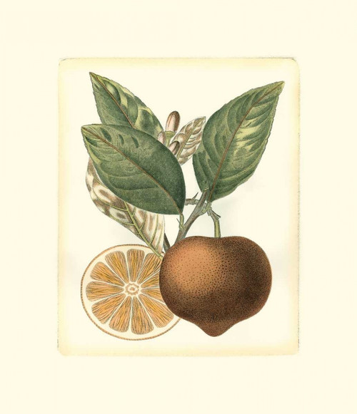 French Orange Study I Poster Print - A. Risso