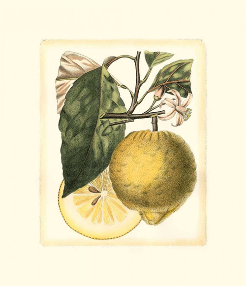 French Lemon Study I Poster Print - A. Risso
