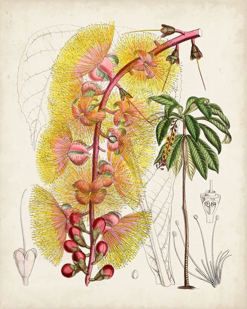 Delicate Tropicals VII Poster Print - Curtis