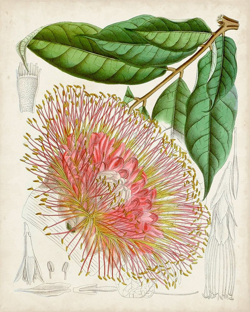 Delicate Tropicals IV Poster Print - Curtis