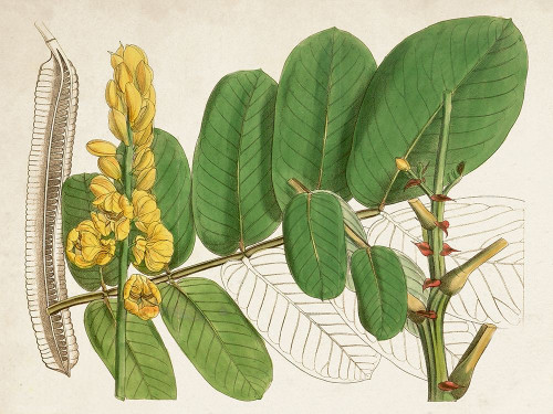 Tropical Foliage and Fruit II Poster Print - Curtis