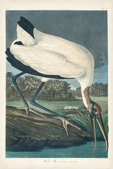 Pl 216 Wood Ibis Poster Print - John James Audubon