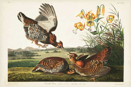 PL 186 Pinnated Grouse Poster Print - John James Audubon