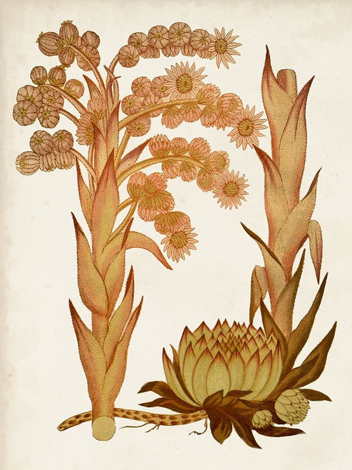 Muted Botanicals II Poster Print - Curtis