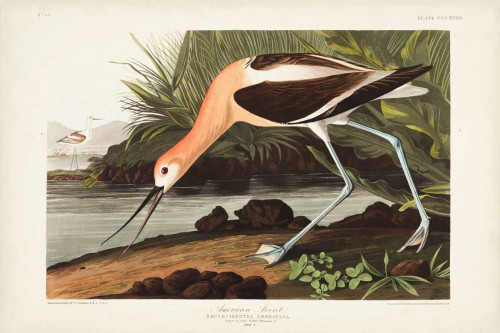 Pl 318 American Avocet Poster Print - John James Audubon