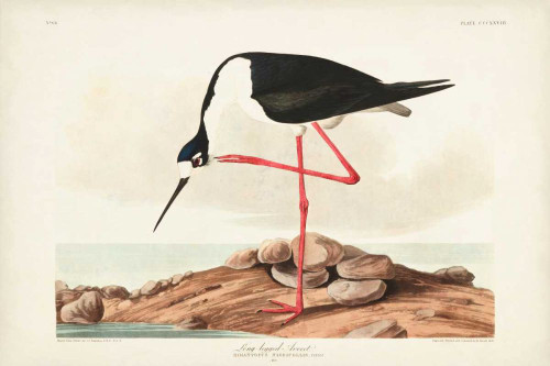 Pl 328 Long- legged Avocet Poster Print - John James Audubon