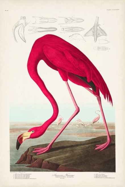 Pl 431 American Flamingo Poster Print - John James Audubon