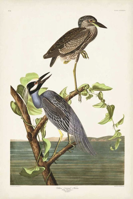 Pl 336 Yellow-crowned Heron Poster Print - John James Audubon
