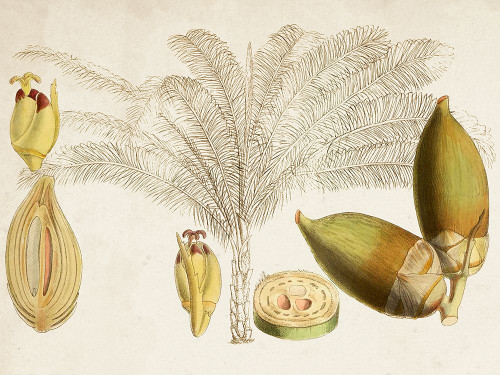 Tropical Foliage and Fruit VIII Poster Print - Curtis