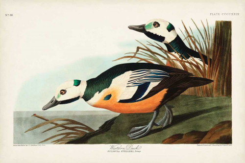 Pl 429 Western Duck Poster Print - John James Audubon