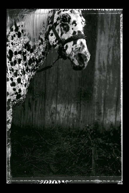 Equine Double Take III Poster Print - Susan Friedman