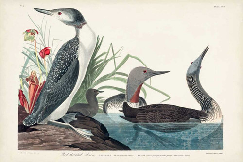 Pl 202 Red-throated Diver Poster Print - John James Audubon