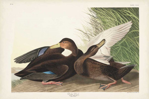 Pl 302 Dusky Duck Poster Print - John James Audubon