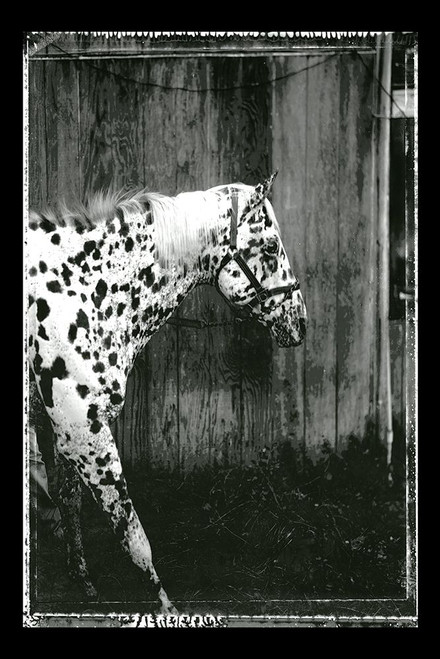 Equine Double Take I Poster Print - Susan Friedman