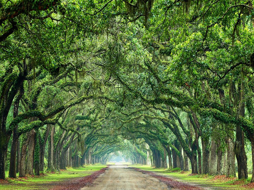 Canopy Road VI Poster Print - James McLoughlin