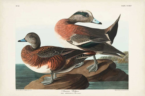 Pl 345 American Widgeon Poster Print - John James Audubon