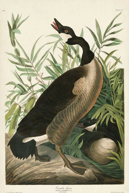 Pl 201 Canada Goose Poster Print - John James Audubon
