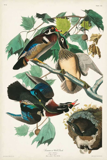 Pl 206 Wood Duck Poster Print - John James Audubon