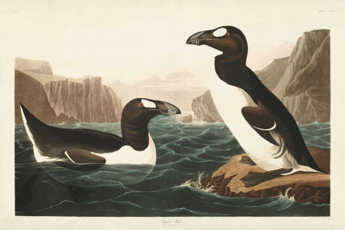 Pl 341 Great Auk Poster Print - John James Audubon