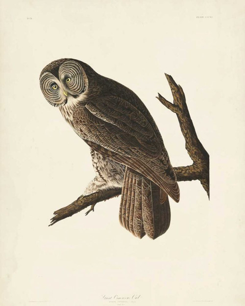 Pl 351 Great Cinereous Owl Poster Print - John James Audubon