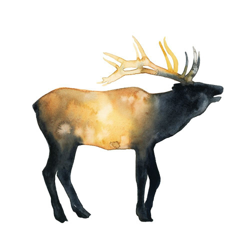 Elk Aglow II Poster Print - Grace Popp